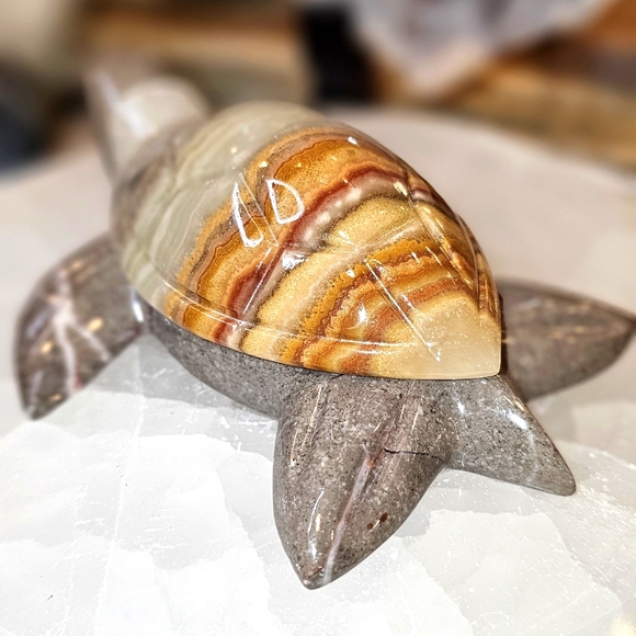 Adorable Onyx Turtle! - Picture 4 of 6